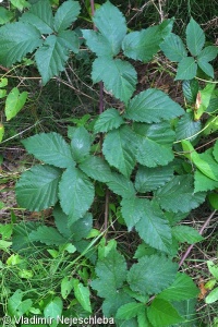 Rubus tabanimontanus – ostružiník tmavofialový
