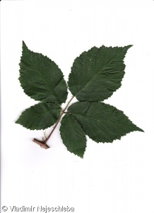 Rubus tabanimontanus – ostružiník tmavofialový