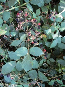 Rubus vatavensis