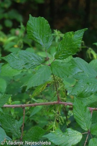 Rubus wimmerianus – ostružiník sivofialový, ostružiník Wimmerův