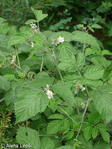 Rubus ×idaeoides – ostružiník maliníkovitý