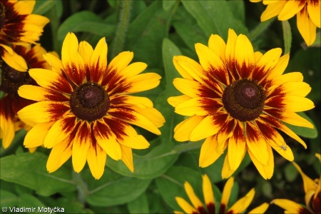 Rudbeckia hirta &ndash; třapatka srstnatá