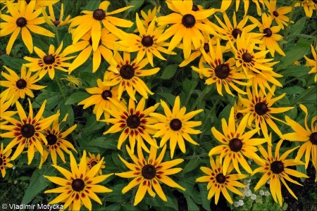 Rudbeckia hirta &ndash; třapatka srstnatá
