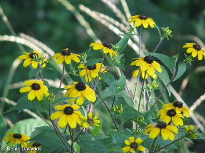 Rudbeckia triloba