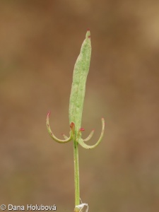 Rumex acetosella subsp. acetoselloides