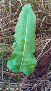 Rumex aquaticus