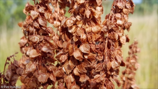 Rumex aquaticus