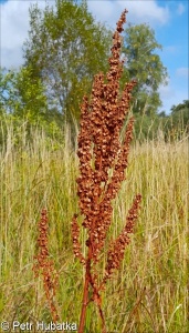 Rumex aquaticus