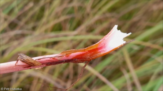 Rumex aquaticus