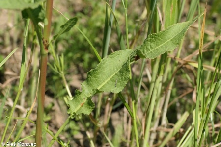 Rumex crispus &ndash; šťovík kadeřavý