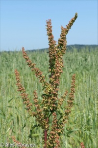 Rumex crispus &ndash; šťovík kadeřavý