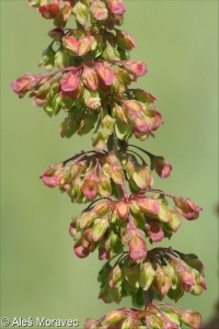 Rumex crispus &ndash; šťovík kadeřavý