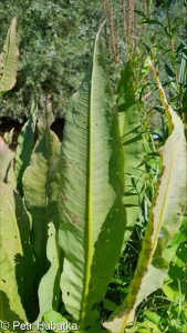 Rumex hydrolapathum