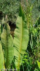 Rumex hydrolapathum