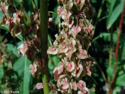 Rumex patientia subsp. patientia – šťovík zahradní pravý