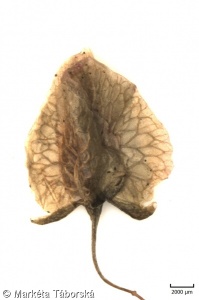 Rumex patientia subsp. patientia