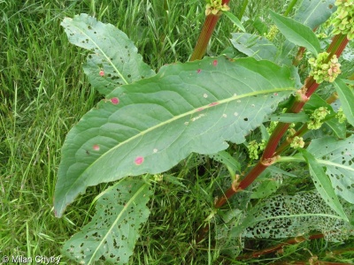 Rumex patientia subsp. patientia – šťovík zahradní pravý