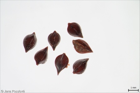 Rumex sanguineus – šťovík krvavý