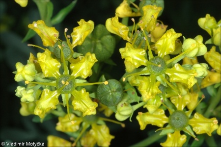 Ruta graveolens &ndash; routa vonná