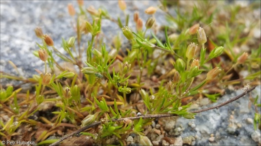 Sagina apetala