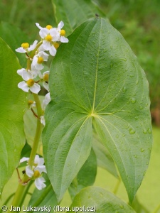 Sagittaria latifolia – šípatka širolistá