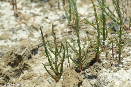 Salicornia perennans – slanorožec rozprostřený