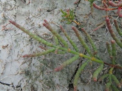 Salicornia europaea aggr.