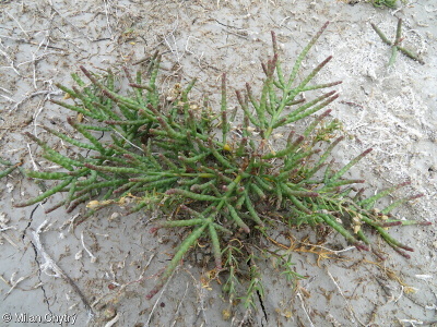 Salicornia perennans – slanorožec rozprostřený