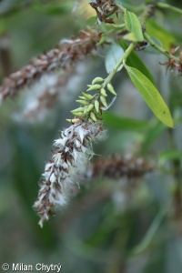 Salix alba – vrba bílá