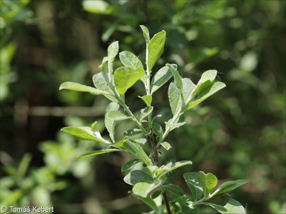 Salix aurita – vrba ušatá