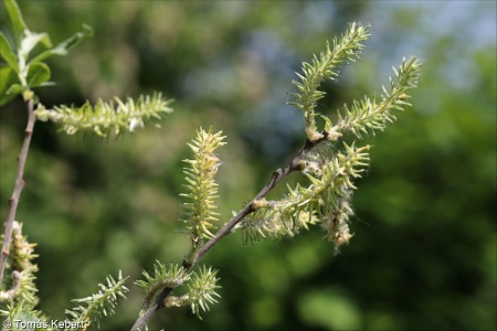 Salix aurita – vrba ušatá