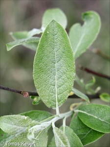 Salix caprea – vrba jíva