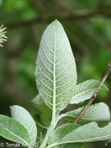 Salix caprea – vrba jíva