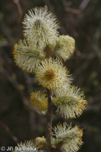 Salix cinerea – vrba popelavá