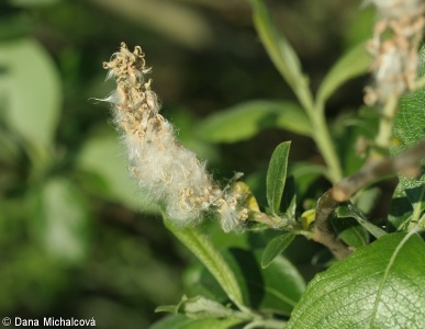 Salix cinerea – vrba popelavá