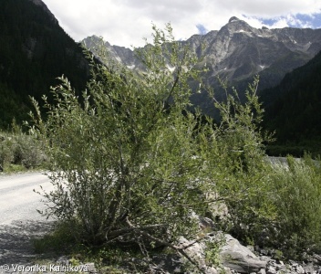 Salix daphnoides – vrba lýkovcová