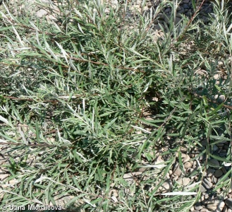 Salix elaeagnos – vrba šedá