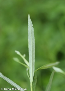 Salix elaeagnos – vrba šedá
