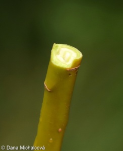 Salix euxina aggr.