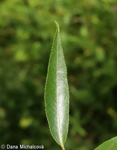 Salix euxina – vrba křehká