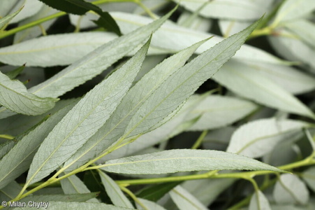 Salix euxina aggr.
