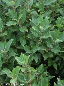 Salix hastata subsp. vegeta – vrba hrotolistá svěží