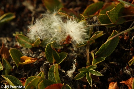 Salix herbacea – vrba bylinná
