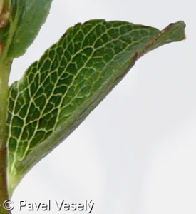 Salix herbacea – vrba bylinná