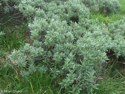 Salix lapponum – vrba laponská