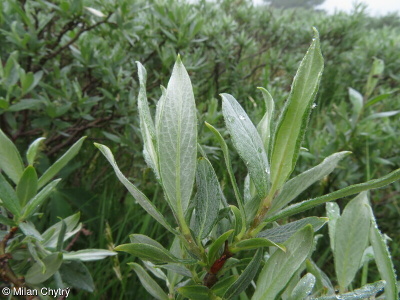 Salix lapponum – vrba laponská