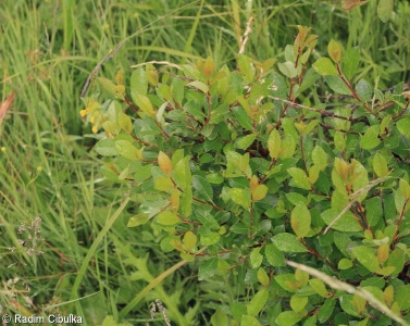 Salix myrsinifolia – vrba černající