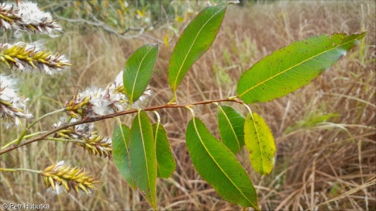 Salix pentandra