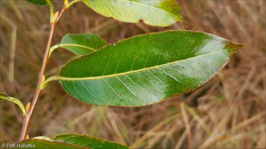 Salix pentandra