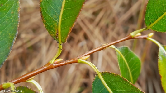 Salix pentandra